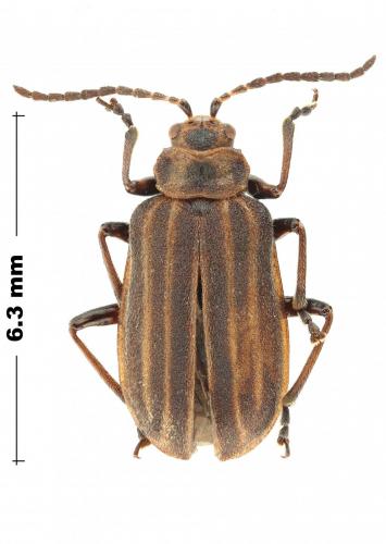 Yingaresca brevivittata